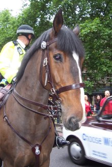 [A very bored-looking horse (with a policeman on its back)]