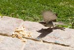 IMG_8740a
