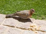 IMG_8744a