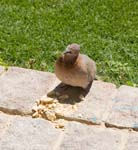 IMG_8762a