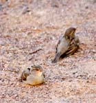 IMG_8796a