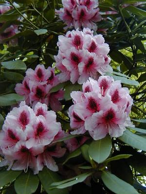 P5090322