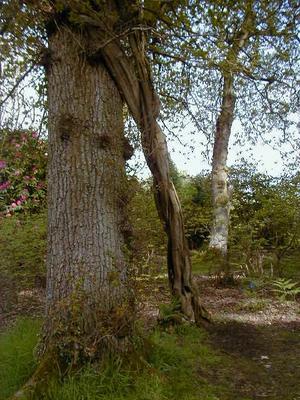 P5090333