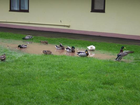 Nice weather for ducks